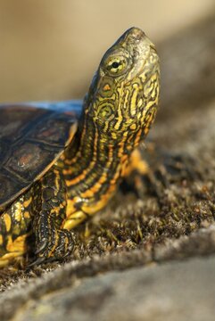 Mauremys leprose, Moorish brook turtle, Spanish water turtle, Spanish terrapin, critters, extremadura, high size, portrait format, reptilia, reptiles, turtles, Spain, tortoise, turtles