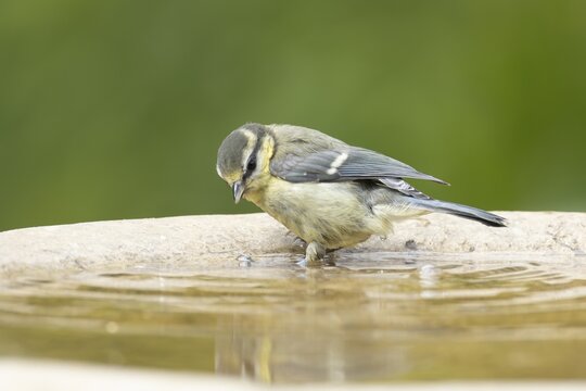 Blue tit (Cyanistes caeruleus) adult garden bird in a water bird bath, England, United Kingdom