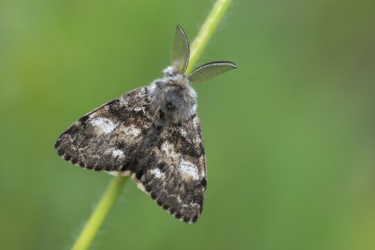Owl butterfly, gynaephora selenitica, lunar tussock, moonspot brush binder, moonspot brush spinner, butterfly, insects, moths, moths, moths, butterfly