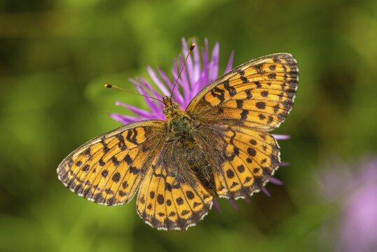 Brenthis Ino, Lesser Marbled Fritillary, Meadowsweet Pearl Butterfly, Purple Silver Butterfly, Insects, Butterfly, Butterfly, Butterflies