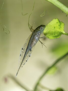 Great crested newt, crested newt, northern crested newt, Triturus cristatus, amphibians, amphibians, high size, portrait format, larva, larva, amphibians, northern crested newt, warty newt