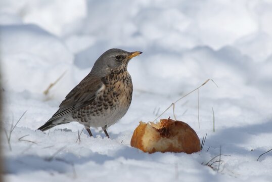 Fieldfares, Turdus pilaris, juniper thrush, birds, thrush, passeri, songbirds, thrush, birds, winter