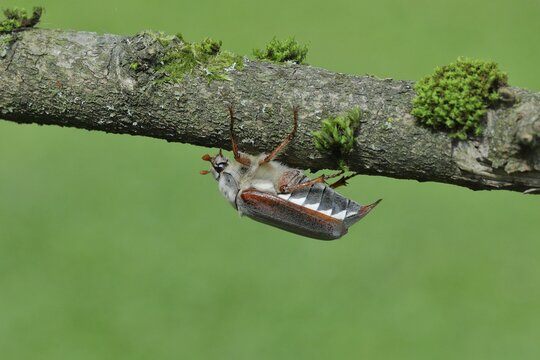 Cockchafer, field cockchafer (Melolontha melolontha), female walking on a branch, Wilnsdorf, North Rhine-Westphalia, Germany