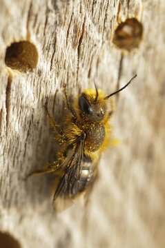 Hymenoptera, shorthorn mason bee, mason bee, osmia atrocaerulea, osmia brevicornis, osmia panzeri, sweet mason bee, short-horned mason bee, high size, portrait format, insects, wild bees