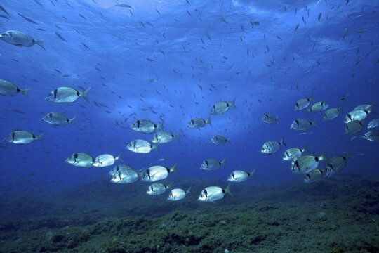 Shoal, group of common two-banded seabream (Diplodus vulgaris), breaking waves, surf in the background. Dive site El Cabron Marine Reserve, Arinaga, Gran Canaria, Spain, Atlantic Ocean