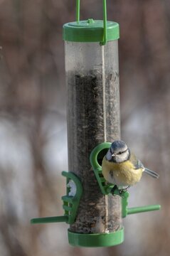 Blue tit, parus caeruleus, birds, feeding, high size, portrait format, tits, passeri, songbirds, tits, birds, winter feeding