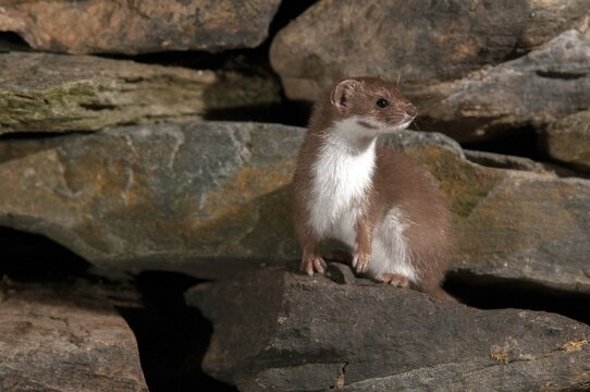 Carnivora, least weasel, mouse weasel, mustela nivalis, predators, dry-stone wall, mammals, raptors, mammals, dry stone wall
