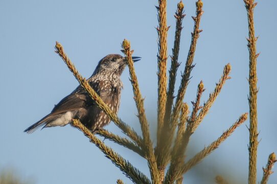 Nucifraga Caryocatactes, Nutcrackers, Jays, Birds, Corvidae Family of Birds, Passeri, Corvids, Songbirds, Birds