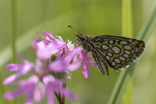 Hesperiidae, heteropterus morpheus, large chequered skipper, mirrorspot thighead, butterfly, thighead, insects, butterfly, butterflies