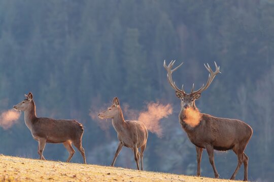 A red deer stag (Cervus elaphus) and two hinds stand in the first light of day on a meadow covered in hoar frost. Their breath condenses in the cold air, A forest can be seen in the background