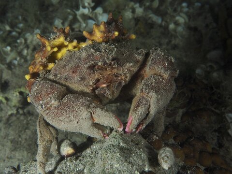 A camouflaged crab, woolly crab (Dromia personata) sits covered with golden sponge (Aplysina aerophoba) in the dark water. Dive site House Reef, Stoja, Pula, Croatia, Mediterranean Sea