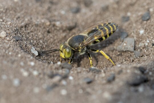Bembix Rostrata, Brandenburg, Common European Sand Wasp, Crabroniade, Germany, hymenoptera, gyro wasp, Nabu, Nabu project, national natural heritage, natural paradise Gr&uuml;nhaus, post-mining landscape, digging wasps, green house, insects, rostrate Bembix wasp