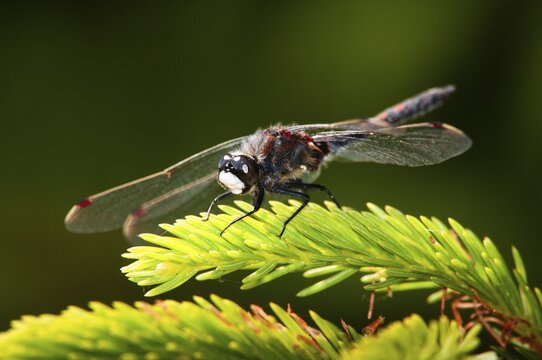 Leucorrhinia rubicunda, northern white-faced darter, ruby whiteface, anisoptera, damselflies, dragonflies, insects, dragonflies, insects, dragonflies, males, odonata