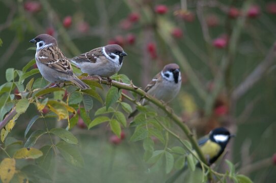 Tree sparrow, dog rose, Passer Montanus, Rosa Canina, rosaceae, rose family, sparrow, tree sparrow, autumn, birds, dog rose, flora, hedge, hedge, autumn, passeri, plants, songbirds, sparrow, sparrow, sparrow, sparrow, sparrow, sparrow, sparrow, sparrow