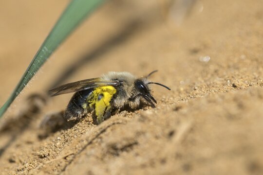 Andrena cf. vaga, andrena vaga, andrenidae, floodplain sand bee, grey-backed mining bee, grey-backed mining bee, hymenoptera, sand bee, willow sand bee, insects, wild bees