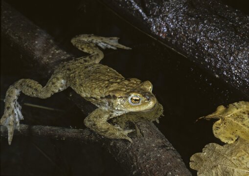 Bufo bufo, common toad, toad, amphibians, amphibians, toads, amphibians, toads