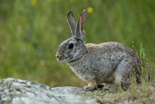 European rabbit, hare-like, rabbit, oryctolagus cuniculus, wild rabbit, Extremadura, mammals, rabbit, Spain, mammals