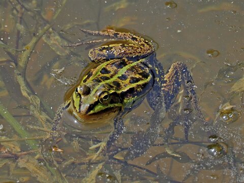 A camouflaged frog, Pool frog (Pelophylax lessonae), in muddy water surrounded by algae and natural vegetation. La Sauge nature reserve, Cudrefin, Lake Neuch&acirc;tel, Canton Neuch&acirc;tel, Switzerland