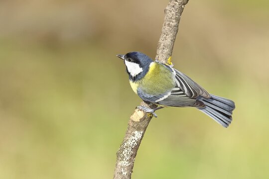 Great tit (Parus major), sitting on a branch, Wilnsdorf, North Rhine-Westphalia, Germany