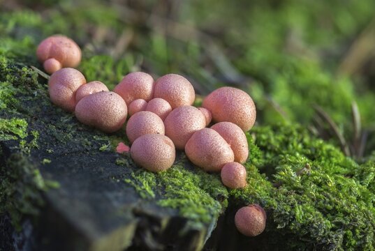 Blood milk fungus, blood fungus, galeperdon epidendron, gr&ouml;ning slime, lycogala epidendrum, lycogala miniatum, lycoperdone epidendrum, lycoperdon sphaericum, milkdust, reticularia miniata, fungi, fungus, Gr&ouml;ning's slime, mushrooms, wolf's milk, milkweed