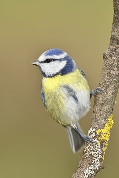 Blue tit (Parus caeruleus), sitting on a branch, Wilnsdorf, North Rhine-Westphalia, Germany
