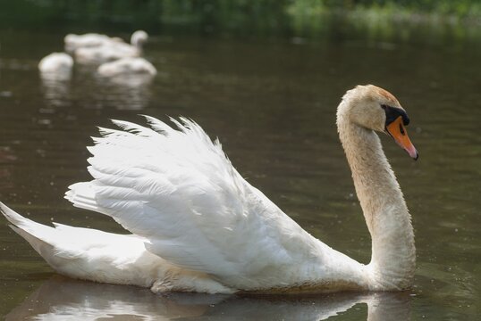 Cygnus olor, mute swan, anatidae, birds, duckbirds, mute swan, male, swan, swans, swans, birds, waterbirds, waterbirds
