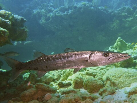 Great barracuda (Sphyraena barracuda), dive site John Pennekamp Coral Reef State Park, Key Largo, Florida Keys, Florida, USA