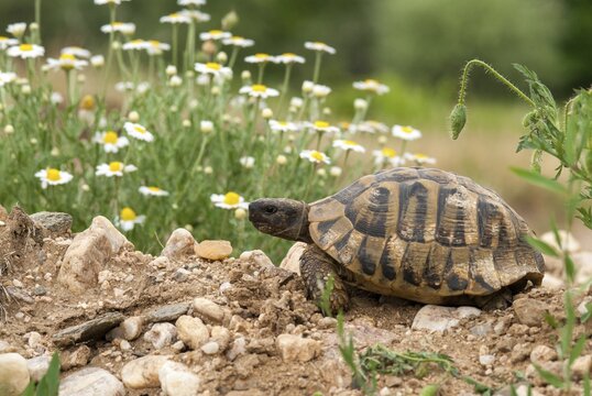 Greek tortoise, Herman's tortoise, testudo hermanni, Bulgaria, critters, reptilia, reptiles, tortoises, tortoises, turtles