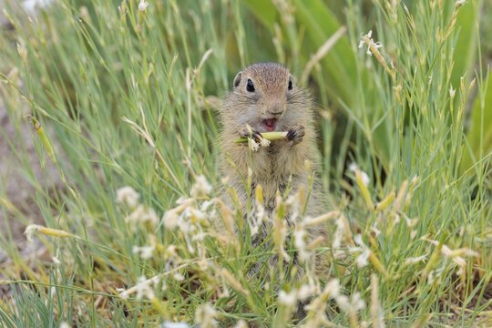 A young European ground squirrel (Spermophilus citellus) eats seats, leaves and flowers in a green meadow with tall vegetation on a sunny day. Austria