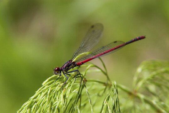 Adonis dragonfly, early Adonis dragonfly, large red damselfly, Pyrrhosoma nymphula, damselflies, dragonflies, insects, dragonflies, odonata, zygoptera