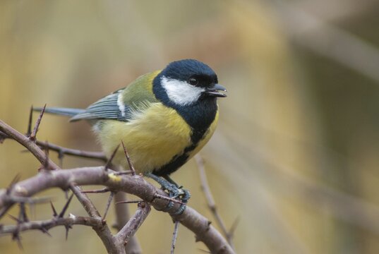 Great tit, great tit, parus major, birds, tits, passeri, songbirds, songbirds, tits, birds