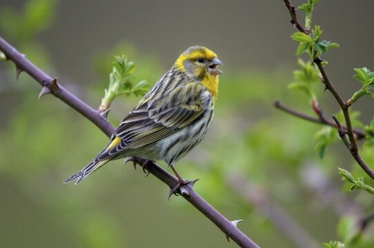 European Serin, serine, serinus serinus, birds, song, male, passeri, singing, songbirds, birds