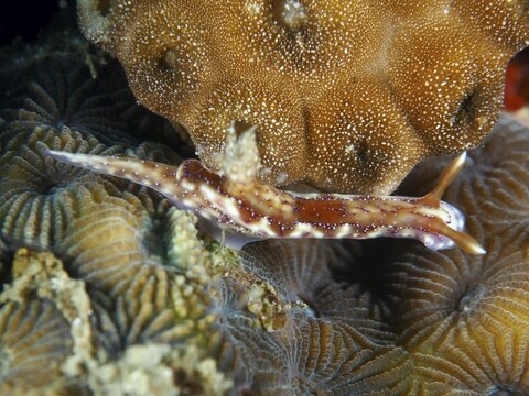 Brown-and-white nudibranch, Krakatoa star nudibranch (Hypselodoris krakatoa), on a coral reef, surrounded by textured corals, Twin Reef dive site, Penyapangan, Bali, Indonesia