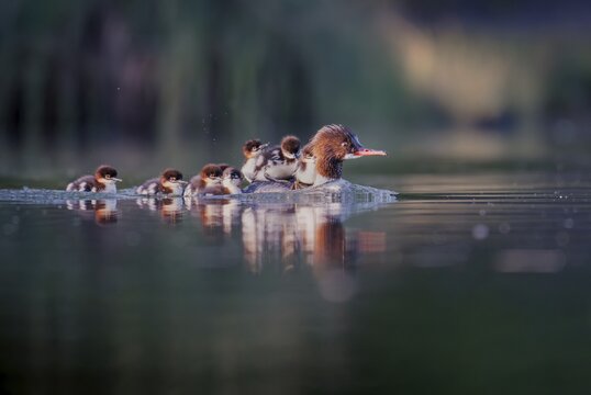 Goosander (Mergus merganser), mother with chick on her back, Zurich, Switzerland