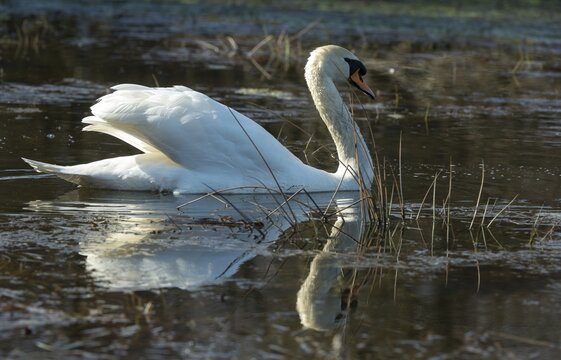 Cygnus olor, mute swan, anatidae, birds, duckbirds, cusp swan, swans, swans, birds, waterbirds