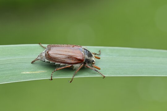 Wood cockchafer (Melolontha hippocastani), male, walking on a leaf of a broad-leaved bulrush (Typha latifolia), Wilnsdorf, North Rhine-Westphalia, Germany
