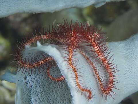 A small red brittle star with spiny arms, purple brittle star (Ophiothrix purpurea), on a sea sponge. Dive site Pidada, Penyapangan, Bali, Indonesia