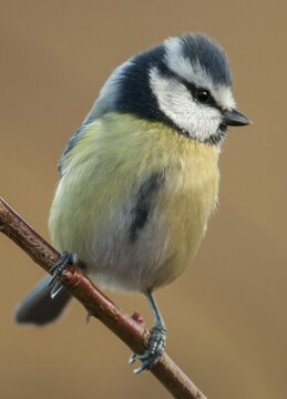 Blue tit, parus caeruleus, birds, high size, portrait format, tits, passeri, songbirds, songbirds, tits, birds