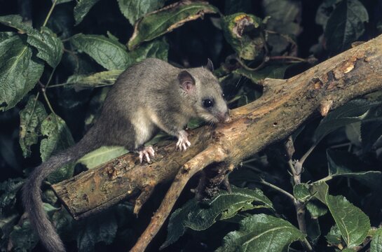 Edible dormouse, fat dormouse, glis glis, rodents, rodentia, dormouse, bilche, bolt, dormice, dormouse, mammals, rodents, sleepers, mammals