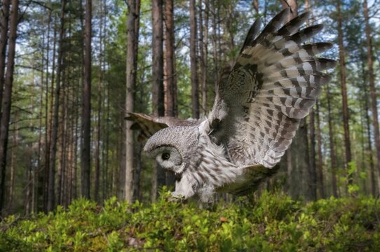Bearded owl, Finland, Great Grey Owl, Strix nebulosa, birds, owls, female, flying, flight, owls, strigiformes, birds, female