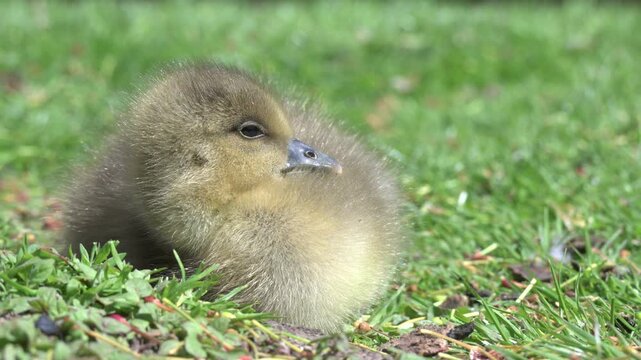 Greylag Goose (Anser anser) young gosling preening its downy feathers. June, Kent, UK [Half speed]