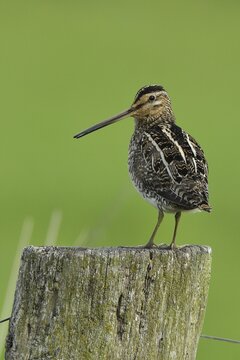 Common Snipe (Gallinago gallinago), resting on a post in a grazing flume, D&uuml;mmer, Ochsenmoor, Lower Saxony, Germany