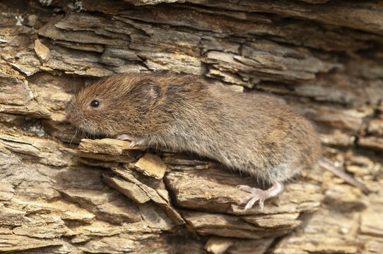 Earth mouse, field vole, microtus agrestis, rodents, Norway, rodentia, short-tailed vole, varanger, mammals, mouse, muroids, rodents, mammals, vole