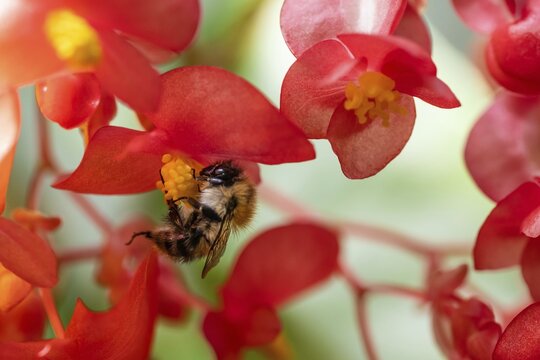 A bumblebee (Bombus) collecting nectar from a &lsquo;Comte de Lesseps' begonia (Begoniaceae) in the Tropical Corridor, a hot and humid greenhouse that simulates a tropical habitat, at Chelsea Physic Garden, a historic botanical garden and the oldest botanical garden in London, founded in 1673 by the Worshipful Society of Apothecaries, Chelsea, England, United Kingdom