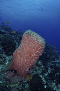 Barrel sponge, barrel sponge (Xestospongia testudinaria) protruding from the underwater vegetation, dive site SD, Nusa Ceningan, Nusa Penida, Bali, Indonesia