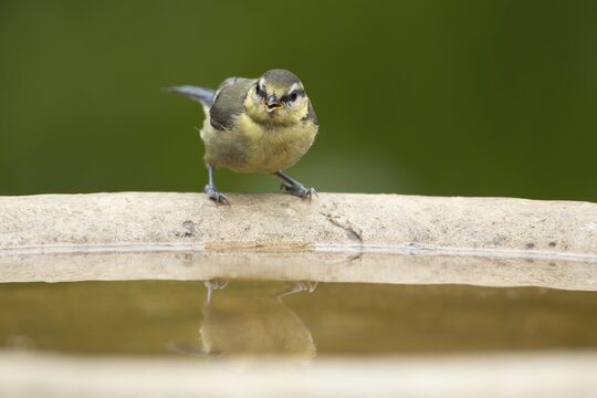 Blue tit (Cyanistes caeruleus) adult garden bird on a water bird bath, England, United Kingdom