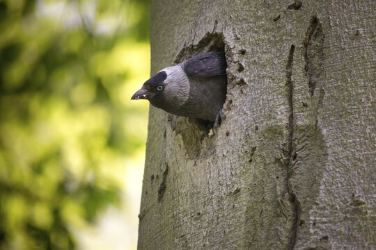Corvus monedula, jackdaw, tree-breeding jackdaws, tree breeders, birds, corvidae family of birds, passeri, corvids, songbirds, birds