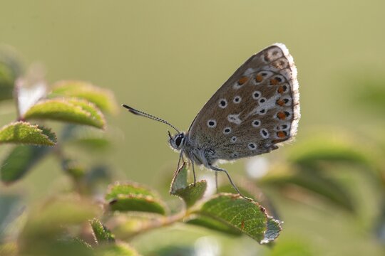 Adonis blue, sky blue blue, Lysandra bellargus, polyommatus bellargus, blue, butterfly, insects, butterfly, butterflies, butterflies