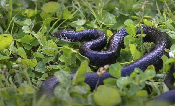 Dark Green Snake, Yellow-Green Wrath Snake, Granelli, Hierophis Viridiflavus, Italy, Pantani Cuba and Longarini, Migratory Bird Sanctuary Pantani Cuba & Longarini, Green Whip Snake, Italy, Reptilia, Reptilia, Reptiles, Snakes, Sicily, Snakes, Stiftung Pro Biodiversity, Western Whip Snake, Wrath Snake