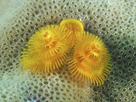 A bright yellow Indo-Pacific Christmas tree worm (Spirobranchus corniculatus) nestled amongst corals, displaying a symmetrical pattern, at the Prapat dive site, Penyapangan, Bali, Indonesia